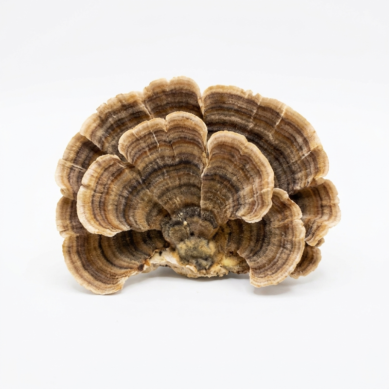 Turkey Tail
