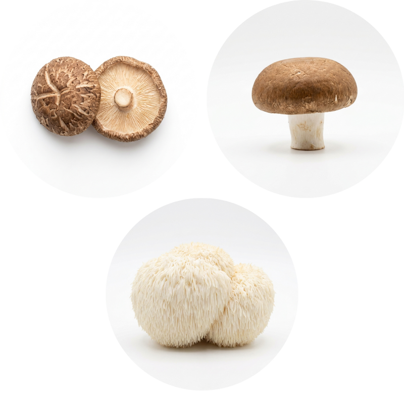 Shiitake, Lion's Mane & Agaricus Blazei